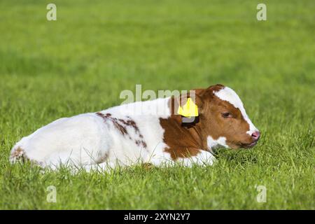 Neugeborene braun weiß Kalb liegen in der grünen Wiese im Frühling Stockfoto