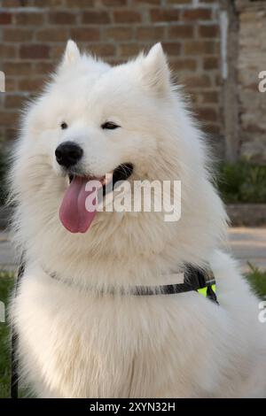 Happy Dog - Backsteinwand Hintergrund Stockfoto
