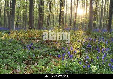 Sonnenaufgang im Wald mit Glockenblumen und Farn, Belgien, Europa Stockfoto