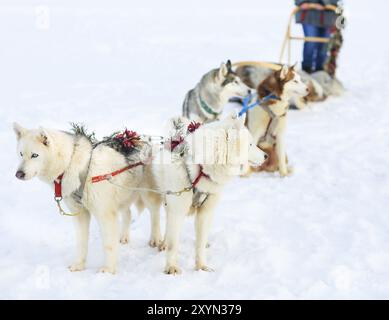 Schlittenfahren mit Huskyhunden. Nördlicher Polarkreis. Lappland Stockfoto