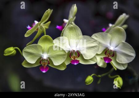 Orchidee in Singapur botanische Gärten Stockfoto