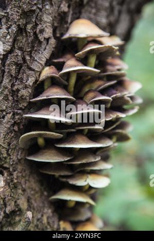 Eine Gruppe von Pilzen, die aus einem Baum wachsen Stockfoto