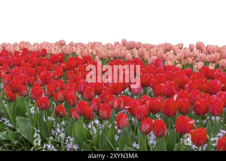 Frühlingskoloful Tulpenzwiebelfeld isoliert auf weißem Hintergrund Stockfoto