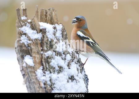 Gewöhnlicher Buchinch (Fringilla coelebs) im Winter/gewöhnlicher Buchinch, gewöhnlicher Buchinch (Fringilla coelebs) Stockfoto