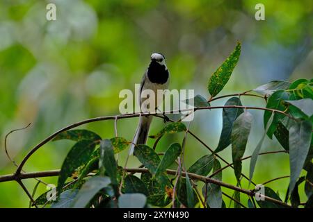 Weißer Wagtail (Motacilla alba) auf einem Ast Stockfoto