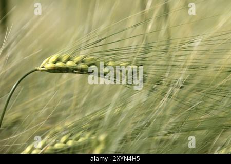 Gerste Stockfoto