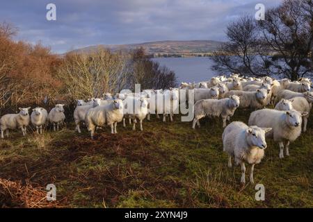 Rebano de ovejas, Skinidin, Loch Erghallan, isla de Skye, Highlands, Escocia, Reino Unido Stockfoto