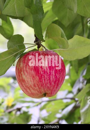 Zweig mit heller, leckerer Apfel Stockfoto