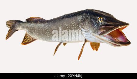 Fluss Hecht mit offene Kehle Stockfoto