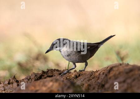 Nahaufnahme von Western Orphean Warbler Stockfoto