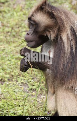 Djelada (männlich) Stockfoto