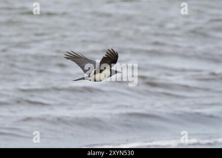 Aaskrähe auf der Suche nach Nahrung Stockfoto