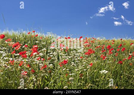 Mohnfeld in Mittelitalien gegen klaren blauen Himmel Stockfoto