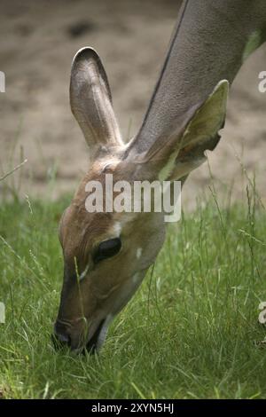 Weibchen Stockfoto