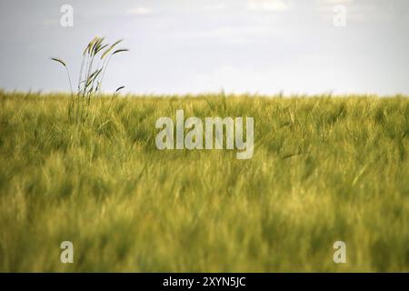 Gerstenfeld Stockfoto