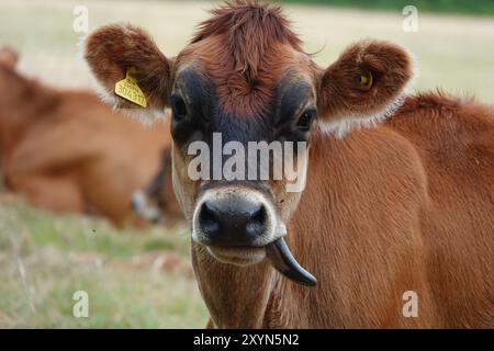 Jersey Kuh mit der Zunge nach außen Stockfoto