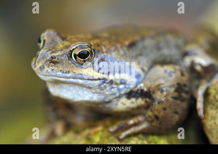 Weiblicher Gemeiner Frosch. Grasfrosch Stockfoto