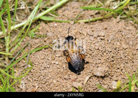 Sandbiene (Andrena), Bergbaubiene Bodenbiene (Andrena) Stockfoto