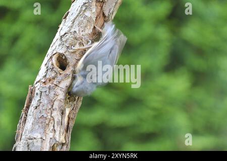 Nuthatch, Sitta Europa, Nuthatch, Europa, Mitteleuropa Stockfoto