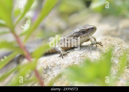 Mauerechse, Podarcis muralis, Mauerechse, Europäische Mauerechse Stockfoto