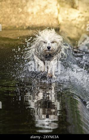 Kleiner weißer langhaariger Hund läuft durch das Wasser, während sich der Havanese im Wasser spiegelt Stockfoto