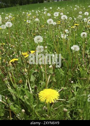 Löwenzahn-Wiese Stockfoto