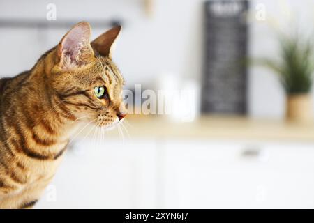 Bengal Katze auf weißem Hintergrund sitzt seitwärts, sieht beiseite. Küche auf Hintergrund Stockfoto