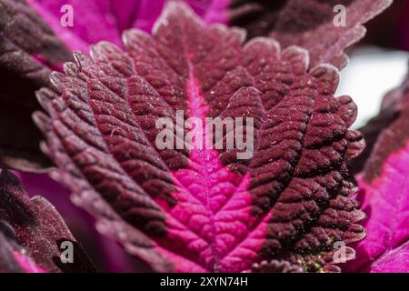 Makrofoto von Plectranthus scutellarioides, bemalter Brennnessel Stockfoto