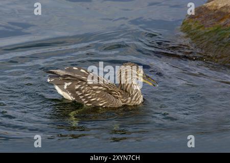 Juveniler Schwarzgekrönter Nachtreiher (Nycticorax nycticorax) auf der Jagd Stockfoto