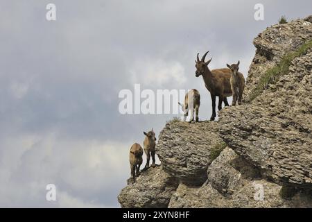 Die Familie der Alpensteinböcke fotografiert auf dem Niederhorn in der Schweiz. Seltene Wildtiere, die in den Alpen leben Stockfoto