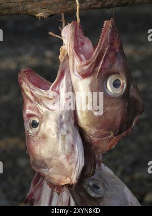 Fisch Köpfe Stockfoto