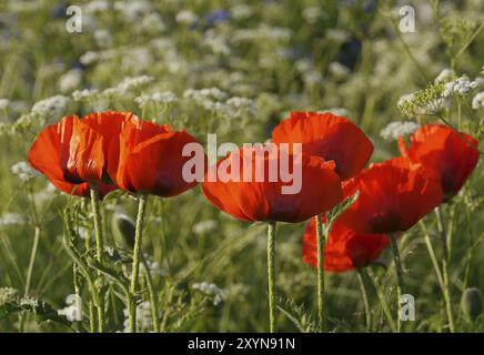 Blumenwiese mit Mohnblumen Stockfoto