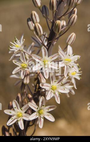 Kleinfruchtaffodil (Asphodelus aestivus) Stockfoto