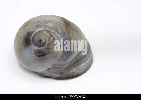 Schale einer einzigen Meeresschnecke, abgeschnitten Stockfoto