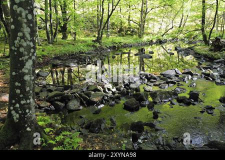 Soederasens Nationalpark in Skane, Schweden im Herbst Stockfoto