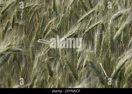 Roggen Stockfoto