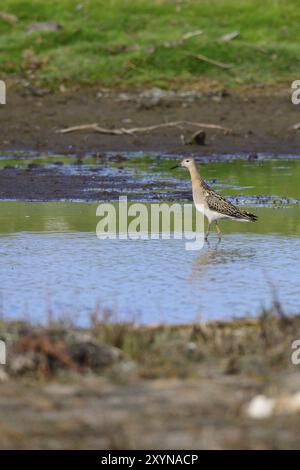 Der Ruff (Calidris pugnax) ist ein mittelgroßer Watvogel. Ruff im Herbst in Schweden an der Ostsee Stockfoto