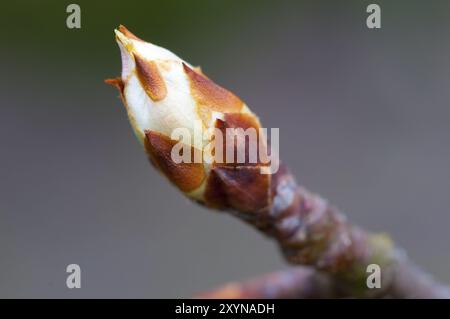 Bud eines Birnenbaums (Christ William Pear), bevor er im Frühjahr blüht. Bud eines Birnenbaums (Christ Williams Pear) vor der Blüte im Frühjahr Stockfoto