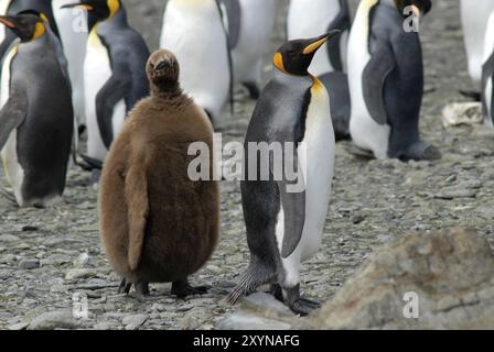 Zwei König Penguins (Aptenodytes Patagonicus), Küken und Erwachsenen, Right Whale Bay, Süd-Georgien Stockfoto