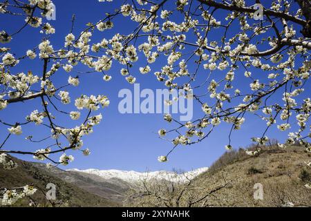 Cerezos en Flor -Prunus cerasus-, laderas de Piornal, valle del Jerte, Caceres, Extremadura, Spanien, Europa, Europa Stockfoto