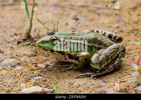 Marsh Frosch Rana ridibunda, grüne dunkle Flecken am Körper und an den Beinen zeigen das Gesicht dicht beieinander. Goldene Augenrippen an den Seiten der Rückenlinie unten in der Mitte Stockfoto