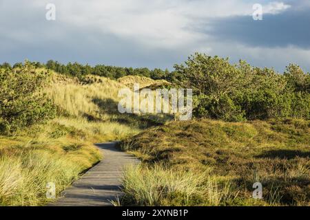 Landschaft in den Dünen auf der Insel Amrum Stockfoto