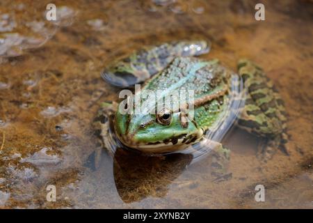 Marsh Frosch Rana ridibunda, grüne dunkle Flecken am Körper und an den Beinen zeigen das Gesicht dicht beieinander. Goldene Augenrippen an den Seiten der Rückenlinie unten in der Mitte Stockfoto