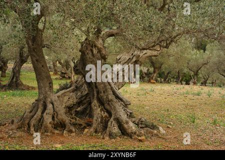 Sohn Marroig. Olivar.Deia.Sierra de Tramuntana.Mallorca.Baleares.Espana Stockfoto