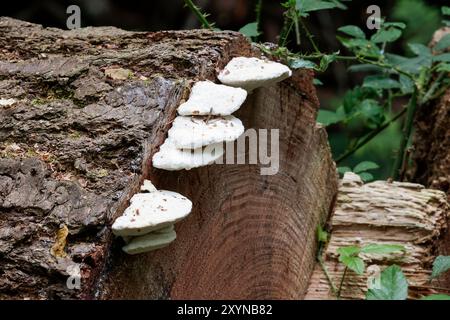 Weiße Klammern- oder Regalpilze, die an der Innenkante des gefällten Baumstamms in der Nähe der Rinde wachsen und halbrunde, flache Regale bilden, die aus den Ringen ragen Stockfoto