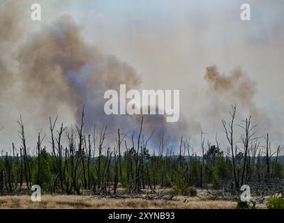 30. August 2024, Brandenburg, Jüterbog: Dicker Rauch steigt über einem Waldbrand auf. Der Waldbrand auf dem ehemaligen Militärübungsplatz bei Jüterbog hat sich ausgebreitet. Laut einem Sprecher der Feuerwehr sind derzeit rund 50 Hektar betroffen. (Zu dpa „Waldbrand bei Jüterbog breitet sich aus“) Foto: Patrick Pleul/dpa Stockfoto