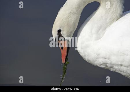 Schwan mit Grün im Schnabel Stockfoto