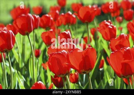 Nahaufnahme des schönen roten Tulpenhintergrunds Stockfoto