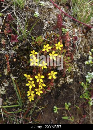 Kleine gelbe Herbstblumen wachsen im Everest-Nationalpark in Nepal, Asien Stockfoto