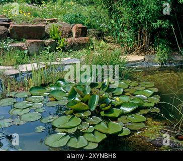 Gartenidyllille im Ufergarten am Hang mit rustikalen Porphyrbloecken, bunten Sommerblumen, Farnen, Gehoelzen und Teich mit Seerosen Gartenteich *** Gartenidyllille im Ufergarten am Hang mit rustikalen Porphyrblumen, bunten Sommerblumen, Farnen, Sträuchern und Teich mit Seerosen Gartenteich Stockfoto